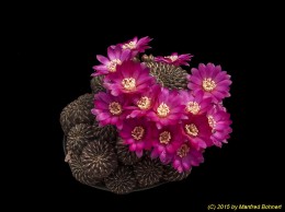 Sulcorebutia tiraquensis v. totorensis HS151 2121